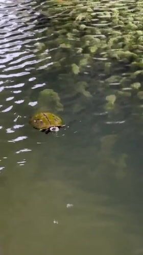 Turtles and koi fish in a Yachiyo City pond