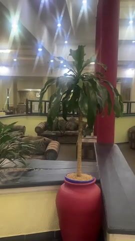 The camera pans across a hotel lobby or large waiting area. The room is brightly lit with ceiling lights. In the foreground is a planter with a variety of green plants. A large red pot sits in the right foreground, holding a small, palm-like tree. Beyond the planters, there are several sofas and tables arranged in a lounge area. The sofas are upholstered with patterned fabric. The walls are painted a pale yellow color, and there is a red column visible. The overall scene suggests a comfortable, though somewhat dated, hotel or resort setting.