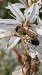 Honeybees forage on wildflowers across Montenegro coastal region
