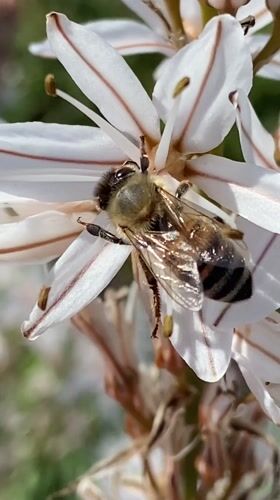 Honeybees forage on wildflowers across Montenegro coastal region