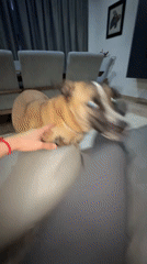 Late-night bonding: Person pets dog while streaming TV in Mexico
