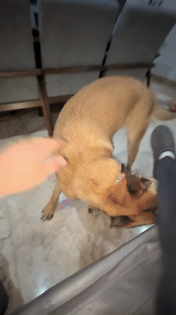 Late-night bonding: Person pets dog while streaming TV in Mexico