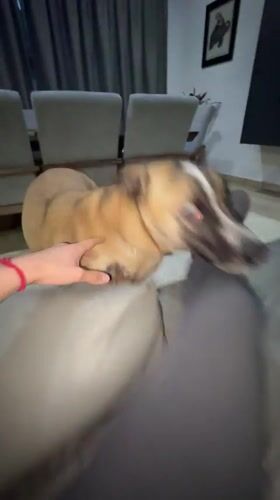 Late-night bonding: Person pets dog while streaming TV in Mexico