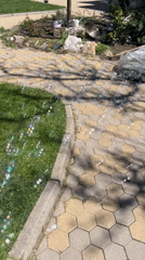 Golden retriever puppy relaxes in bubble-filled Bulgarian yard