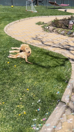 Golden retriever puppy relaxes in bubble-filled Bulgarian yard