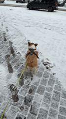 Corgi walks through fresh snow in Krasnoyarsk during snowfall
