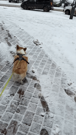 Corgi walks through fresh snow in Krasnoyarsk during snowfall