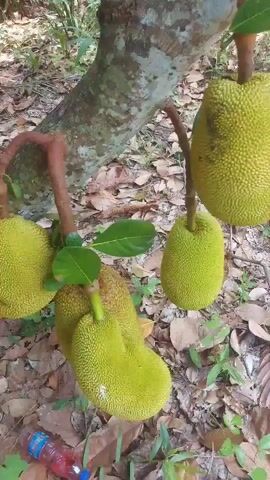 The video shows a close-up view of several jackfruits hanging from a tree. The jackfruits are large, green, and have a spiky exterior. They are attached to the tree by thick stems. Some green leaves are also visible on the branches. The background consists of a tree trunk with textured bark and a ground covered with fallen leaves. The lighting suggests an outdoor setting in daylight.