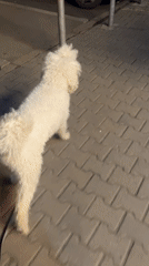 Woman walks white dog through city streets during evening