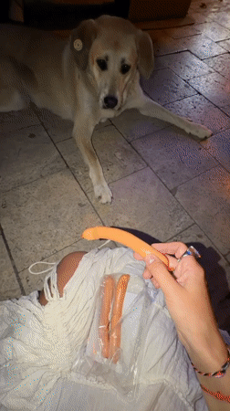 Tbilisi evening: stray dog, stadium lights, outdoor gathering