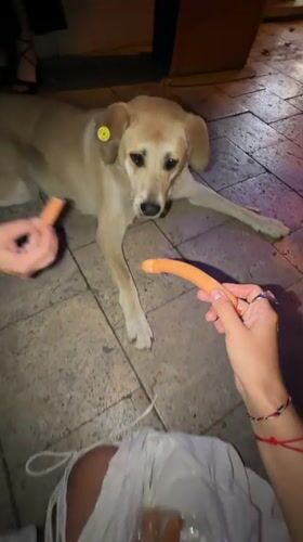 Tbilisi evening: stray dog, stadium lights, outdoor gathering