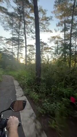 The video shows a first-person perspective of someone riding a motorcycle on a paved path through a forest. Tall pine trees line both sides of the path, with lush green foliage and grass growing abundantly. Sunlight filters through the trees, casting a warm glow and creating a serene atmosphere. The sky is clear and blue, with a hint of sunset colors in the distance. The road curves to the left, and the motorcycle appears to be moving at a moderate speed, giving a sense of peaceful travel through nature.