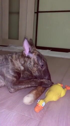Bull Terrier puppy and Siamese cat at home in Kazan