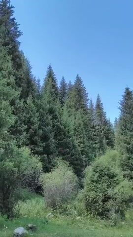 The video displays a landscape view of a forest with numerous coniferous trees. The camera pans slowly, showing the dense foliage of the trees against a clear blue sky with some white clouds. The ground in the foreground is covered with green grass and bushes, with a few rocks visible. The lighting suggests it is daytime, likely midday or afternoon, with bright sunlight illuminating the scene. The overall atmosphere is serene and natural, characteristic of a mountain or woodland environment. There are no people or animals visible in the footage.