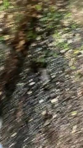 The video begins with a blurry shot of the ground covered in leaves and greenery. A man in a dark jacket and pants walks up to a dark gate or door attached to a light-colored building. He opens the gate and passes through. Beyond the gate is a grassy field with a fence visible in the distance. The sky is dusky. The camera moves closer to the closed gate.