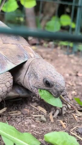 A close-up shot shows a tortoise eating a leafy green plant outdoors. The tortoise is in the center of the frame, its head extended as it chews the vegetation. Its shell is visible on the left side of the frame. The ground is covered with dirt, wood chips, and a few other green leaves. In the background, green foliage and a fence are out of focus. The shot is taken from a low angle.