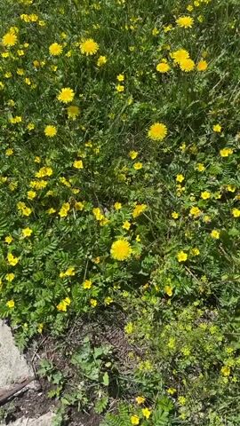 The video shows a close-up view of a grassy area filled with numerous yellow wildflowers, likely dandelions, and other green foliage. The camera appears to be held steadily and angled downwards, capturing the texture and density of the vegetation. The lighting suggests an outdoor daytime setting, with natural sunlight illuminating the scene. There are no people or animals visible, and the primary focus is on the natural environment.