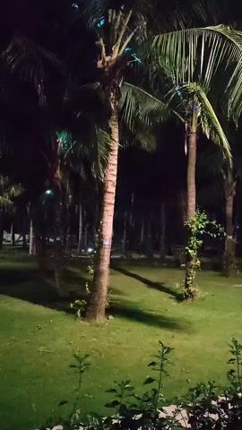 At night, the camera pans slowly across a field of grass dotted with tall, slender palm trees. The scene is illuminated by several spotlights that cast light from above, creating patches of bright green grass interspersed with long, dark shadows of the trees. Some of the tree trunks are partially overgrown with smaller plants. In the distance, beyond the trees, faint lights twinkle, suggesting nearby buildings or decorative lighting. The overall impression is a peaceful, landscaped area illuminated at night.