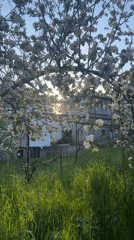 Spring blossoms documented in Zlatograd orchard scene