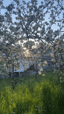 Spring blossoms documented in Zlatograd orchard scene