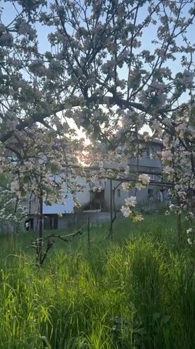 Spring blossoms documented in Zlatograd orchard scene