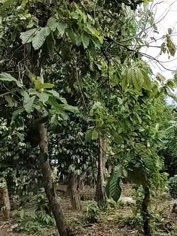 The video shows a tropical forest scene, featuring dense foliage and several trees. The trees include cocoa trees, characterized by their broad green leaves and smooth trunks, as well as palm trees with their distinctive fronds. The undergrowth is lush with green plants, suggesting a moist environment. The camera pans slowly across the scene, providing a view of the forest's texture and depth. The lighting suggests it is daytime, with natural light filtering through the canopy.