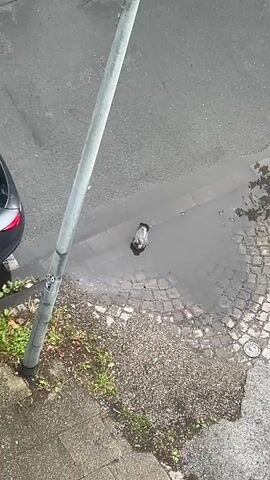 A single pigeon is visible in a puddle of water on an asphalt road, near a cobblestone sidewalk and a metal pole. A car is parked on the left side of the frame. The pigeon appears to be resting or bathing in the water. The scene is outdoors, with natural lighting.