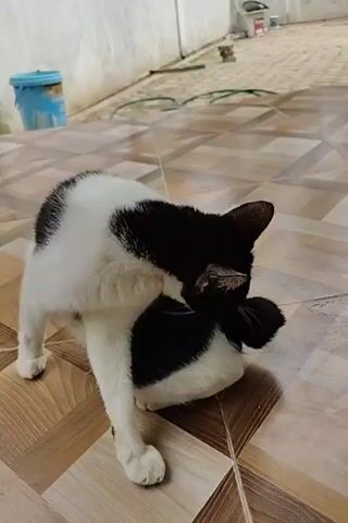 A black and white cat grooms itself on a tiled floor. The cat is mostly white on its left side and mostly black on its right side. After a moment, the cat looks up and sits still, looking off to the side. In the background, there is a white wall, a blue bucket, and some greenery. The floor has a light brown tile pattern.