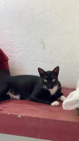 A black and white cat is lying down on a red surface in front of a white wall. The cat is looking towards the camera with its eyes open. There is a red object on the left side of the frame and a white, crinkled object on the right side of the frame.