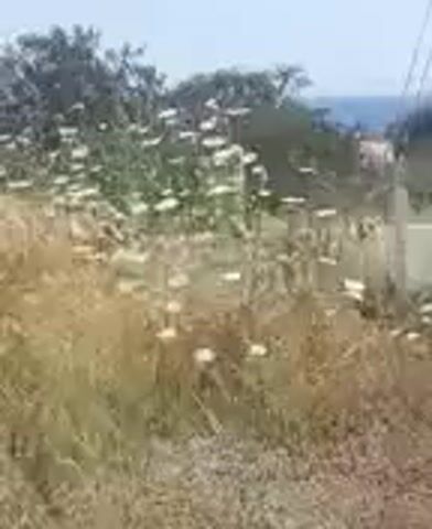 The video shows a patch of dry grass and wildflowers. The flowers are small and white with yellow centers, resembling daisies. They are scattered throughout the grassy area, some appearing to be in bloom. In the background, there are trees and a hint of blue sky. The overall impression is of a natural, outdoors setting during daytime. There are no people or animals visible in the frame. The lighting suggests it is a sunny day. The video is static and does not appear to involve any movement or action.