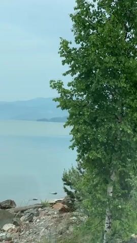 The video shows a slow pan across a natural landscape. The foreground is dominated by dense green foliage, primarily trees and bushes. Some of the trees are large with full canopies, while others are smaller and more sparse. The foliage moves slightly, suggesting a gentle breeze. In the background, a large body of water, likely a lake or ocean, is visible. The water is calm and reflects the overcast sky. Beyond the water, a range of hazy blue mountains stretches across the horizon. The sky is a uniform light gray, indicating a cloudy day. The overall impression is one of a serene, natural environment.