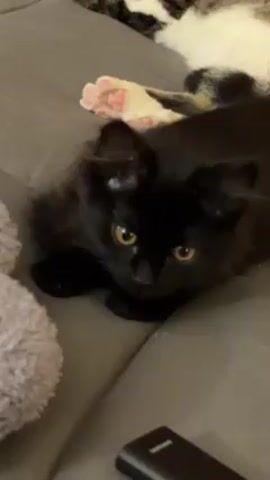 A short video shows a black cat with yellow eyes crouched on a gray sofa. The cat looks directly at the camera.  To the side of the cat is a gray fluffy object. Behind the black cat, another cat is sleeping, exposing its paws. A small black rectangle sits near the bottom of the frame. A person's voice can be heard making comments off camera.