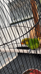 Caged parrots, cockatiels, and owls at a Bali bird market
