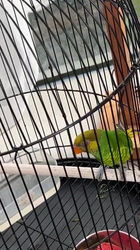 Caged parrots, cockatiels, and owls at a Bali bird market