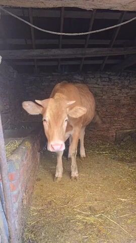 A light brown cow stands in a barn. The cow is facing the camera and appears to be a young cow. The cow has a chain around its neck. The barn is made of wood and stone. There is hay on the ground. The lighting in the barn is dim. The cow appears to be alone in the barn.