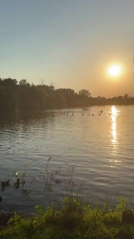 This video captures a serene summer evening scene at a body of water, likely a lake or river, in Křelov, Czechia. The sun is setting, casting a warm, golden glow across the water and the sky. The sun's reflection shimmers on the surface, creating a beautiful, almost ethereal effect.

The main subjects are a group of people, appearing to be enjoying a swim or a leisurely time in the water. They are scattered across the lake, some swimming, others perhaps relaxing. Their figures are silhouetted against the bright sunset, adding to the peaceful ambiance. There are no specific objects of interest that stand out, but the natural elements – the water, the trees lining the bank, and the setting sun – are prominent.

The time of day is clearly sunset, indicated by the low angle and warm color of the sun. The weather appears to be pleasant and calm, with gentle ripples on the water suggesting minimal wind. The lush green trees in the background suggest a natural, possibly rural or park-like setting. The overall emotion conveyed is one of tranquility and relaxation, a perfect end to a warm day. No visible text is present in the video.