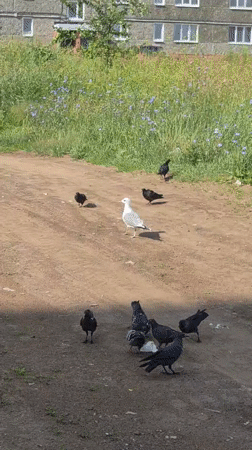 Park stroll with a big dog, wildflowers, and curious birds