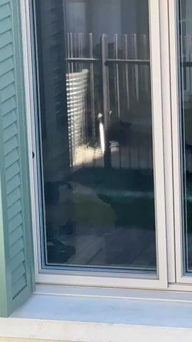 The camera focuses on a window, half-covered by a mint green shutter. The window reflects an exterior scene, including a fence. Through the window, what appear to be dark shapes suggest objects or potentially animals sitting still outdoors.
