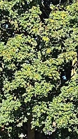 The video shows a large, full-leafed tree in what appears to be a park or residential area. The camera slowly pans upwards and outwards, revealing more of the tree's canopy and the surrounding environment. In the background, there are buildings with balconies and a clear blue sky. The sun is shining, casting shadows on the grass. There are no people or animals visible in the video. The video is a static shot of the tree and its surroundings.