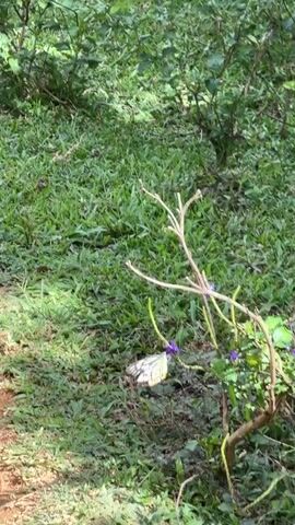 The video shows a butterfly with white and gray wings, and a yellow abdomen, moving around in a patch of grass with small purple flowers. The butterfly flits between flowers, occasionally resting on a petal or leaf. A thin, dry branch is visible in the foreground. The ground is partially shaded.