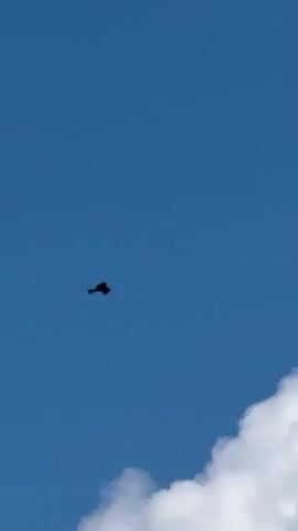 A bird is silhouetted against a blue sky with a few white clouds at the bottom. The bird is flying and appears to be a raptor.