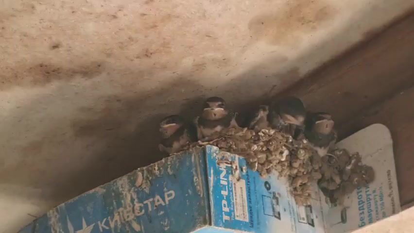 The video shows a close-up view of a nest containing four baby birds, likely swallows, perched on top of a blue cardboard box. The nest is constructed from mud and straw. The baby birds are huddled together, and one bird in the center has its mouth open, seemingly chirping or begging for food. The background is a dirty, textured ceiling and a wooden beam. The lighting is dim, suggesting the scene is taking place indoors or in a sheltered outdoor area. The box has text on it, some of which is legible as "TP-LINK" and what appears to be Cyrillic text.