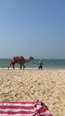 A serene beach scene unfolds under a clear, blue sky. In the foreground, a red and white striped towel lies on the sandy ground. A camel adorned with a decorative pink saddle blanket and bridle stands near the water's edge. A man in a white hat and checkered shirt walks alongside it, holding the camel's lead rope. In the distance, several people are swimming in the ocean. A small, wheeled cart sits on the beach to the right of the man and camel.