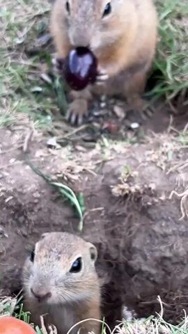 This is a close-up, vertical video of two ground squirrels near their burrow entrance. The setting is outdoors, likely in a grassy area with dirt exposed around the burrow. One ground squirrel is perched above the burrow opening, holding a dark red cherry in its paws and eating it. Its fur is light brown with some darker markings. Below it, another ground squirrel peeks its head out of the burrow entrance, looking directly at the camera. Its face is small and pointed, with dark eyes. In the foreground, to the left of the burrow, lies a small, round, orange object, possibly a piece of fruit or vegetable. The lighting suggests it is daytime, with diffused light indicating possibly overcast conditions or a shaded area. The overall mood is one of quiet observation, with the ground squirrels seemingly undisturbed by the camera. There is no visible text in the video. The location context of Muráň, Slovakia, suggests a natural, possibly rural or park-like environment where ground squirrels are found. The video captures a moment of foraging and curiosity in the life of these small mammals.