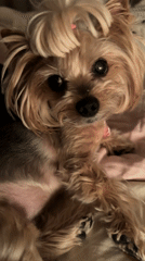 Small dog relaxes on bed while owner enjoys whiskey in Sofia