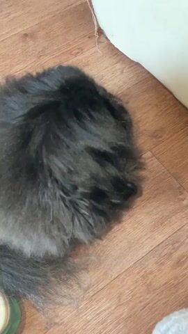 The video shows two animals. The first is a black fluffy dog lying on a wooden floor, facing the camera. The second is a gray Scottish Fold cat sitting on a patterned blanket, looking down and grooming itself. The dog is visible from 0:00 to 0:01 and then again from 0:04 to 0:04. The cat is visible from 0:01 to 0:04.