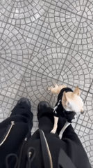 Young man with dog spotted around Sofia Bulgaria