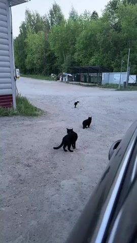 Three cats are in a gravelly area. There are two black cats and one black and white cat. The black cats are in the foreground, while the black and white cat is off in the distance. Trees and a metal structure with containers can be seen in the background. The camera is partially obstructed by a car. An audible bark is heard.