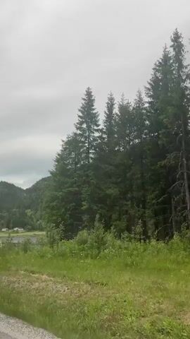 The media file is a video recording of a scenic landscape in Morgedal, Norway. The scene features a road sign with "E 134" in green text on a white background, and a yellow diamond shape above it. The background consists of a lake, lush green hills covered in dense pine forests, and a cloudy sky. There are a few scattered houses and red buildings visible on the hillside near the lake. The overall impression is one of natural beauty and a rural, somewhat remote setting. The weather appears overcast, suggesting it might be a cloudy or rainy day. The video captures a moving perspective, likely from a vehicle driving along the road, as the scenery shifts slightly throughout the short clip. No people are directly visible in the frame, but the presence of houses suggests a populated area, albeit a sparsely one. The video is a still image, with no discernible activity or event taking place beyond the implied movement of the camera.
