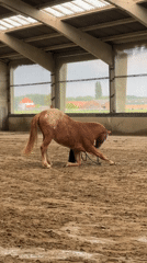 Horse training session observed at indoor arena in Belgium